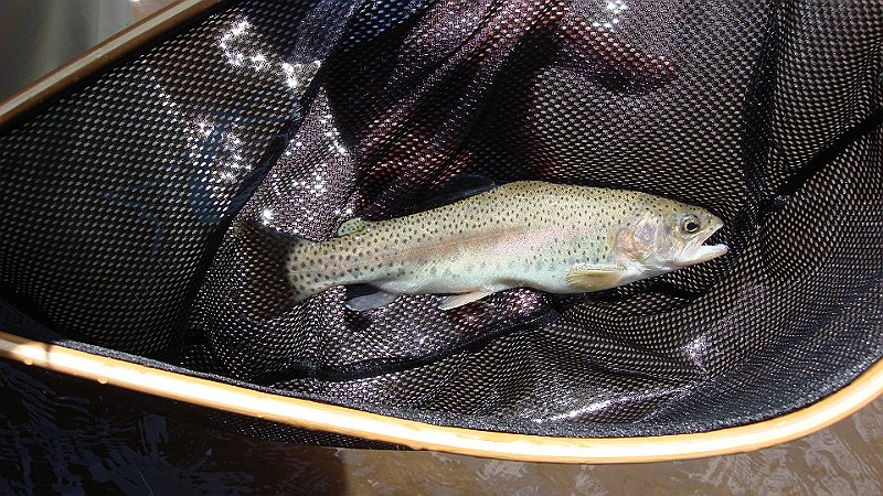 Wisconisco trout1.JPG